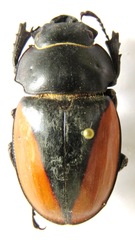 Odontolabis cuvera cuvera