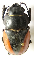 Odontolabis cuvera cuvera