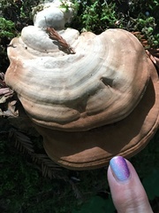Ganoderma brownii