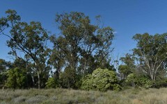 Eucalyptus populnea