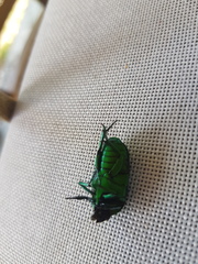 Ischiopsopha wallacei