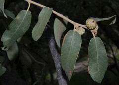Quercus arizonica