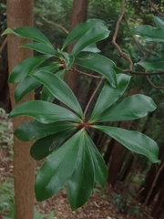 Ternstroemia gymnanthera