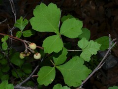 Rhus trilobata