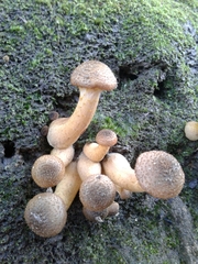 Armillaria gallica