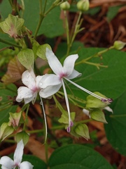 Clerodendrum