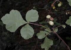 Rhus trilobata