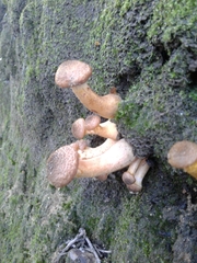 Armillaria gallica