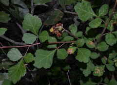 Rhus trilobata
