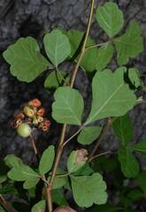 Rhus trilobata