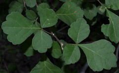 Rhus trilobata