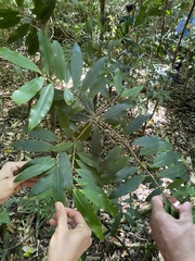 Ardisia bakeri