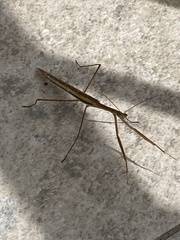 Tenodera australasiae