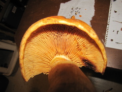 Gymnopilus ventricosus