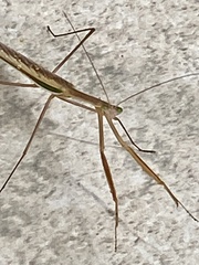 Tenodera australasiae