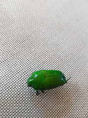 Ischiopsopha wallacei