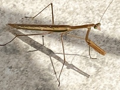 Tenodera australasiae