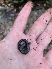 Plethodon ventralis