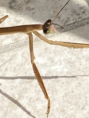 Tenodera australasiae