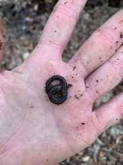 Plethodon ventralis