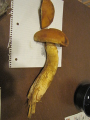 Gymnopilus ventricosus