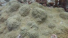 Pseudodiploria clivosa