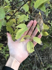 Clematis ligusticifolia