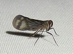 Cixiidae