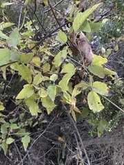 Clematis ligusticifolia