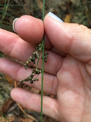 Juncus patens