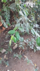Corymbia