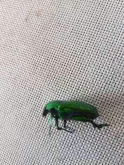 Ischiopsopha wallacei