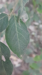 Corymbia