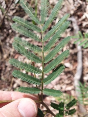Acacia irrorata