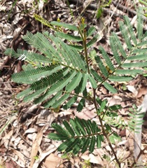 Acacia irrorata