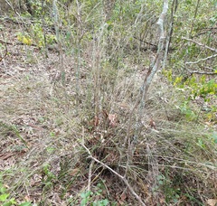 Austrostipa ramosissima