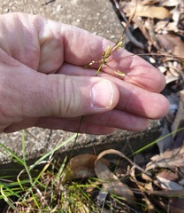 Cyperus enervis