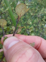 Coprosma tenuicaulis