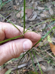 Cyperus tetraphyllus