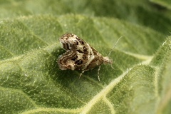 Tebenna gnaphaliella