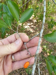 Elaeodendron australe australe