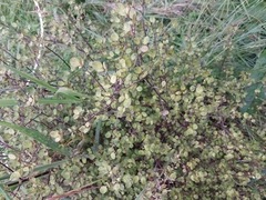 Coprosma tenuicaulis