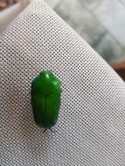 Ischiopsopha wallacei