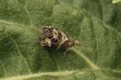 Tebenna gnaphaliella