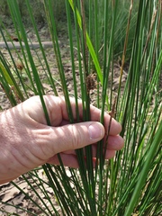 Juncus polyanthemus