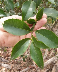 Denhamia bilocularis