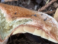 Lactarius rubrilacteus