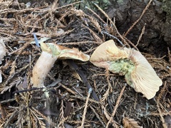 Lactarius rubrilacteus