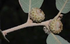 Quercus arizonica