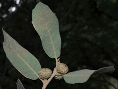 Quercus arizonica